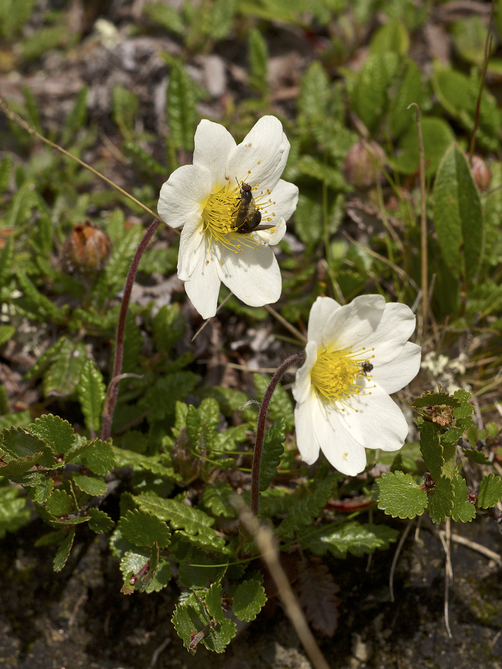Mountain Avens (Dryas octopetala)