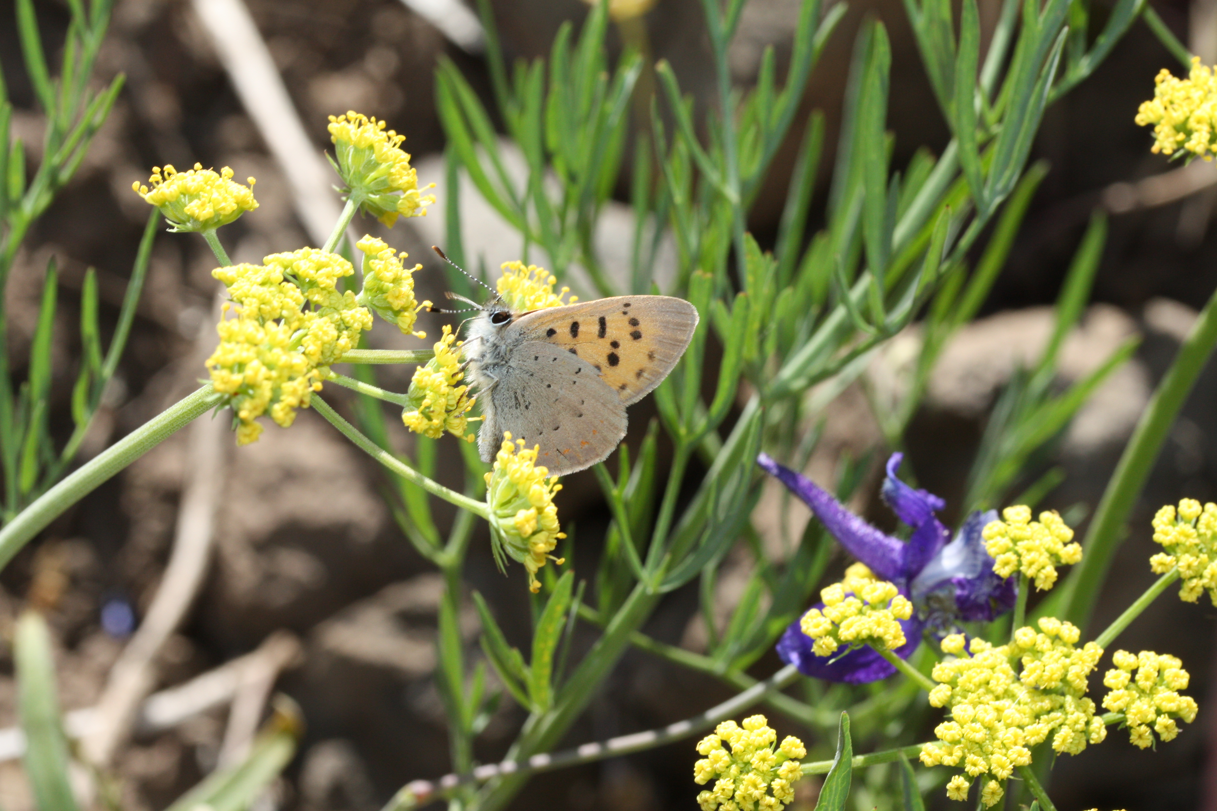 Nine-leaf Biscuitroot (Lomatium triternatum)