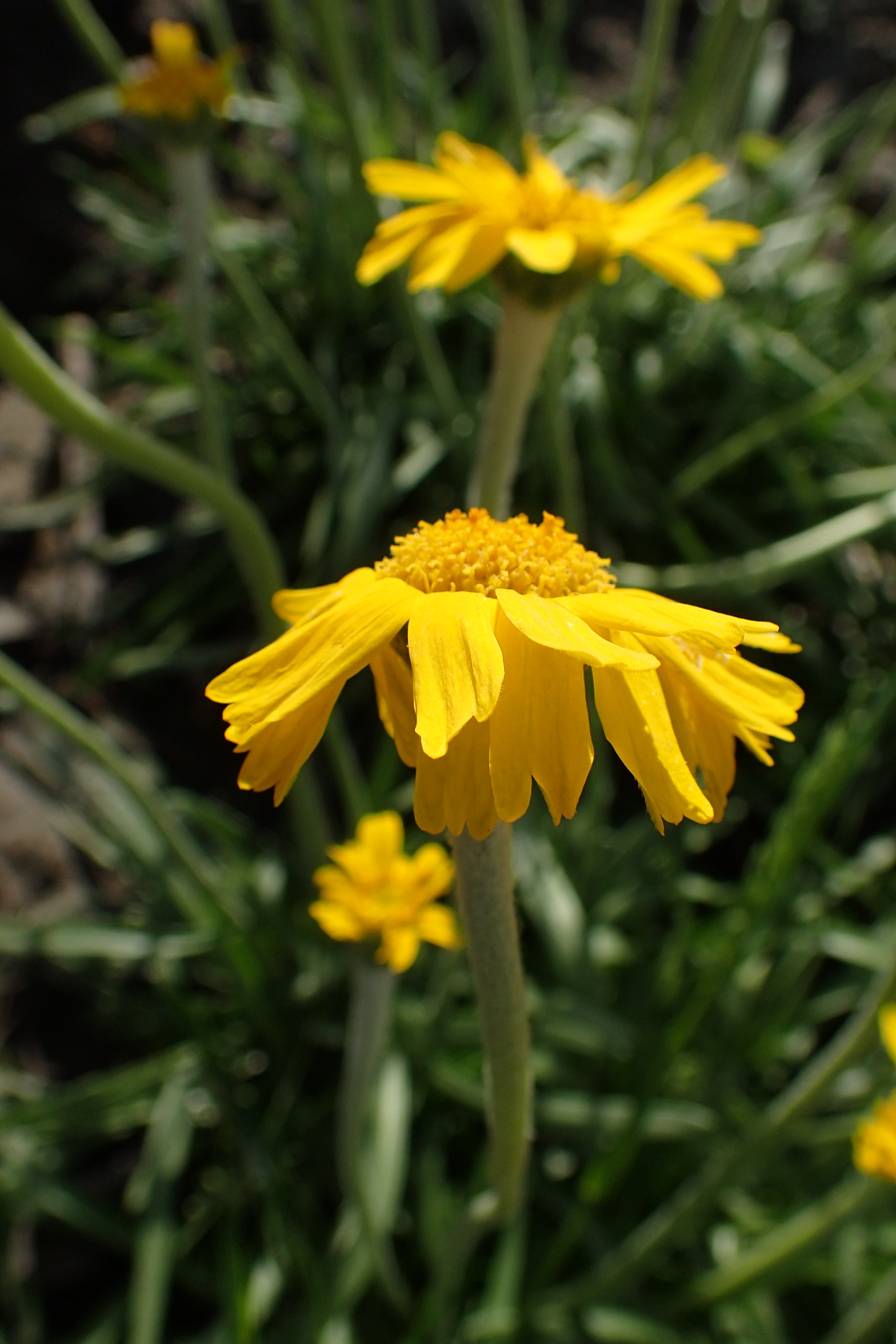 Old Man of the Mountain (Hymenoxys grandiflora)