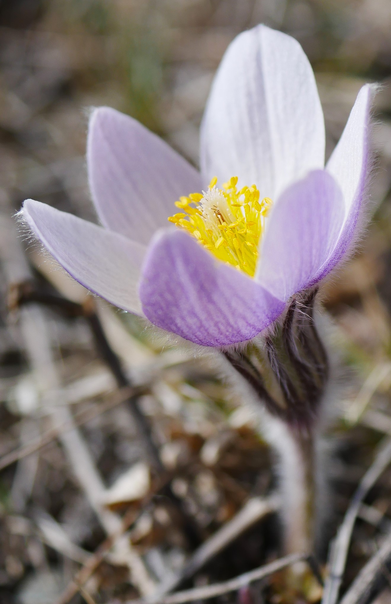 Pasque Flower (Pulsatilla nuttalliana)