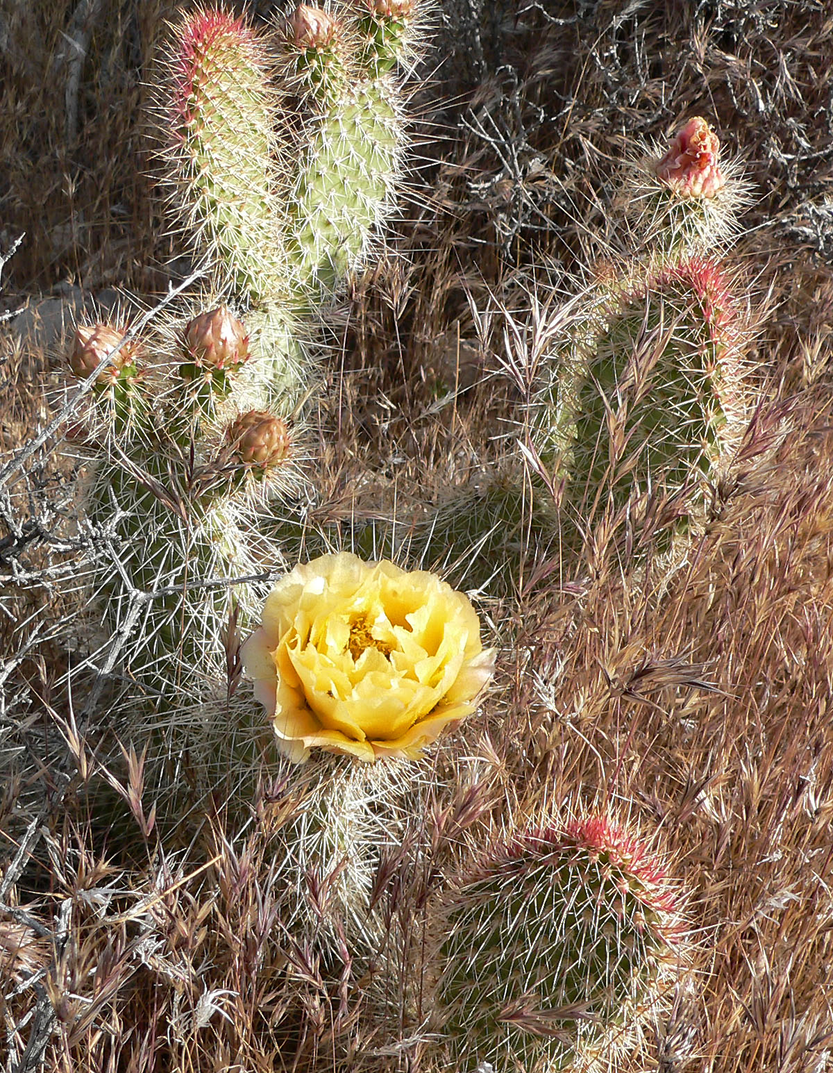 Prickly Pear Cactus (Opuntia polyacantha)
