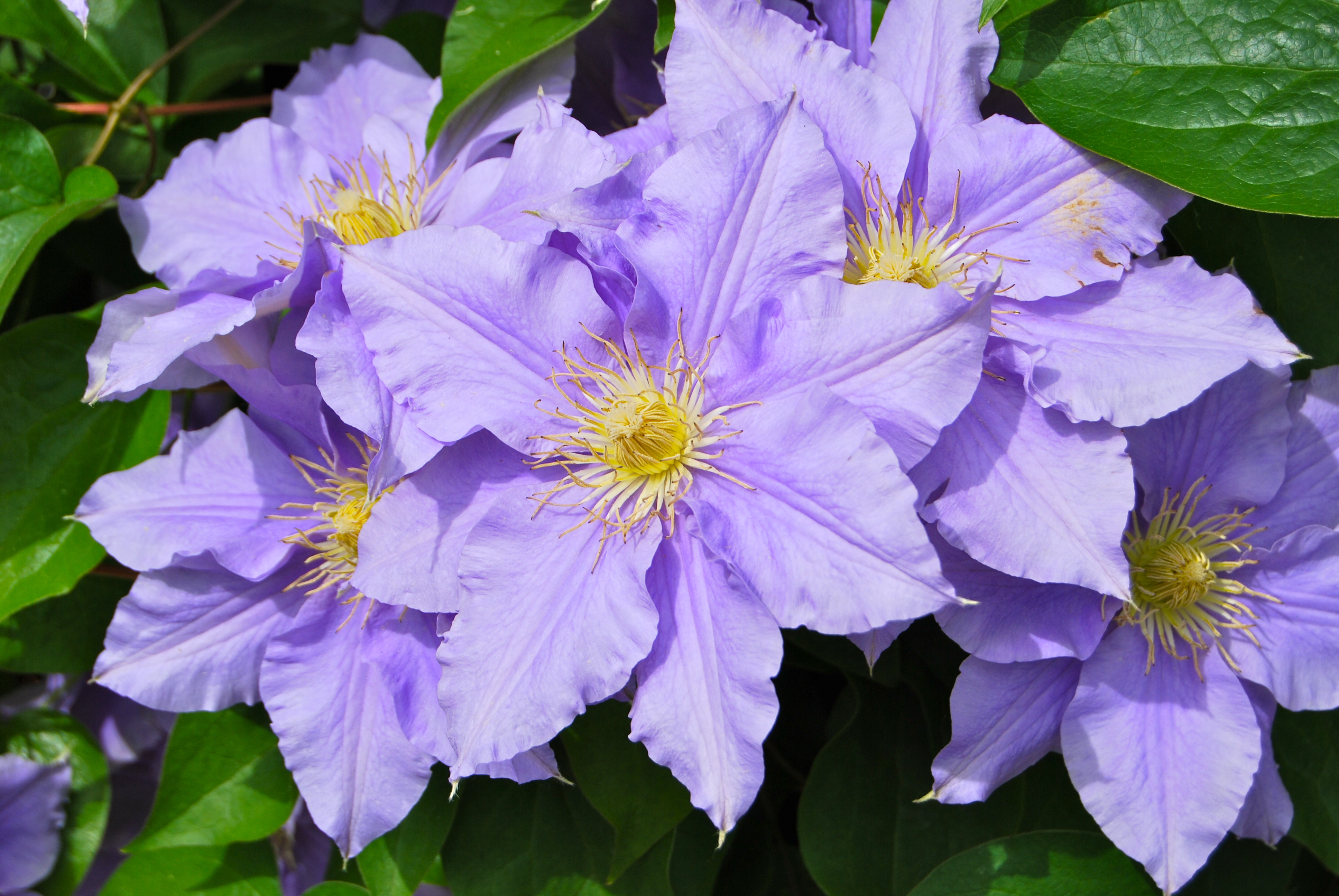 Purple Clematis (Clematis occidentalis)
