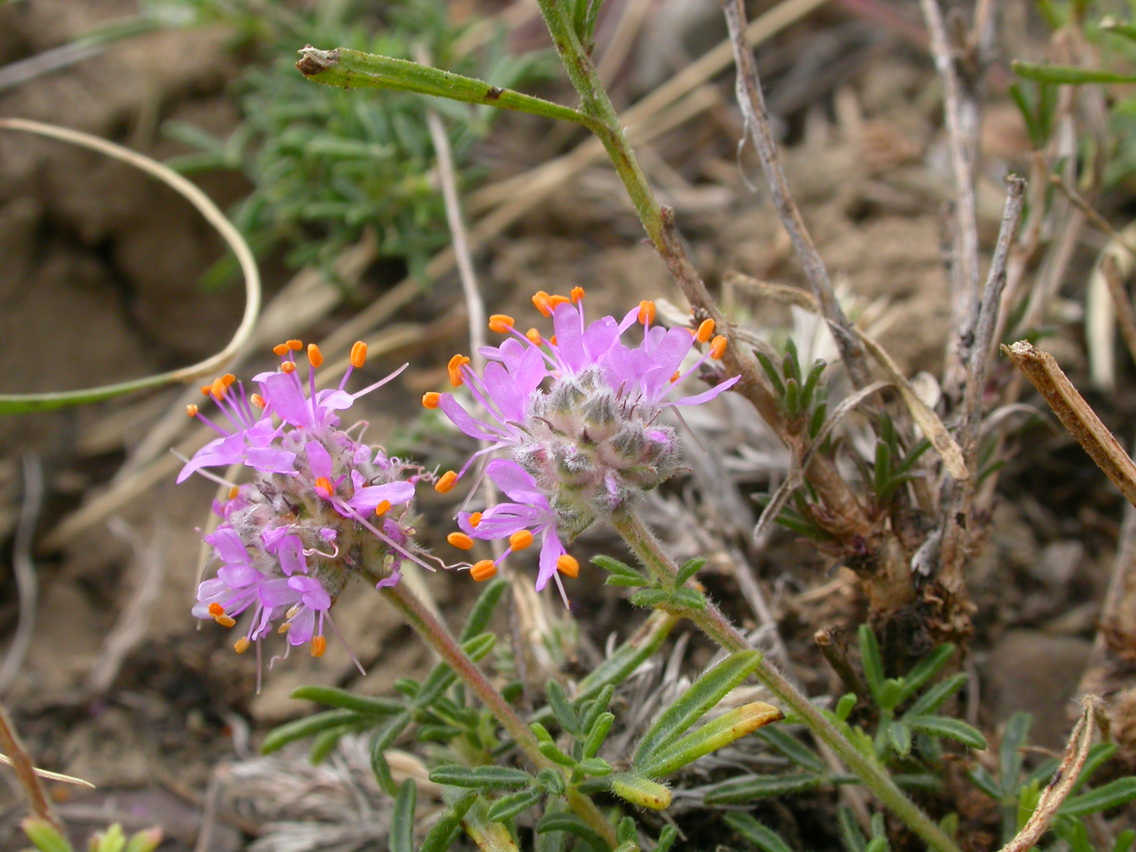 Purple Prairie Clover (Dalea purpurea)