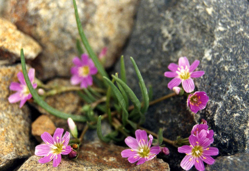 Pygmy Bitterroot (Lewisia pygmaea)