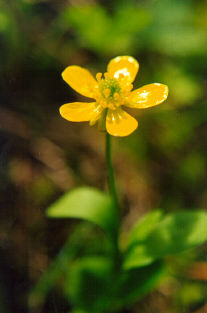 Sagebrush Buttercup (Ranunculus glaberrimus)