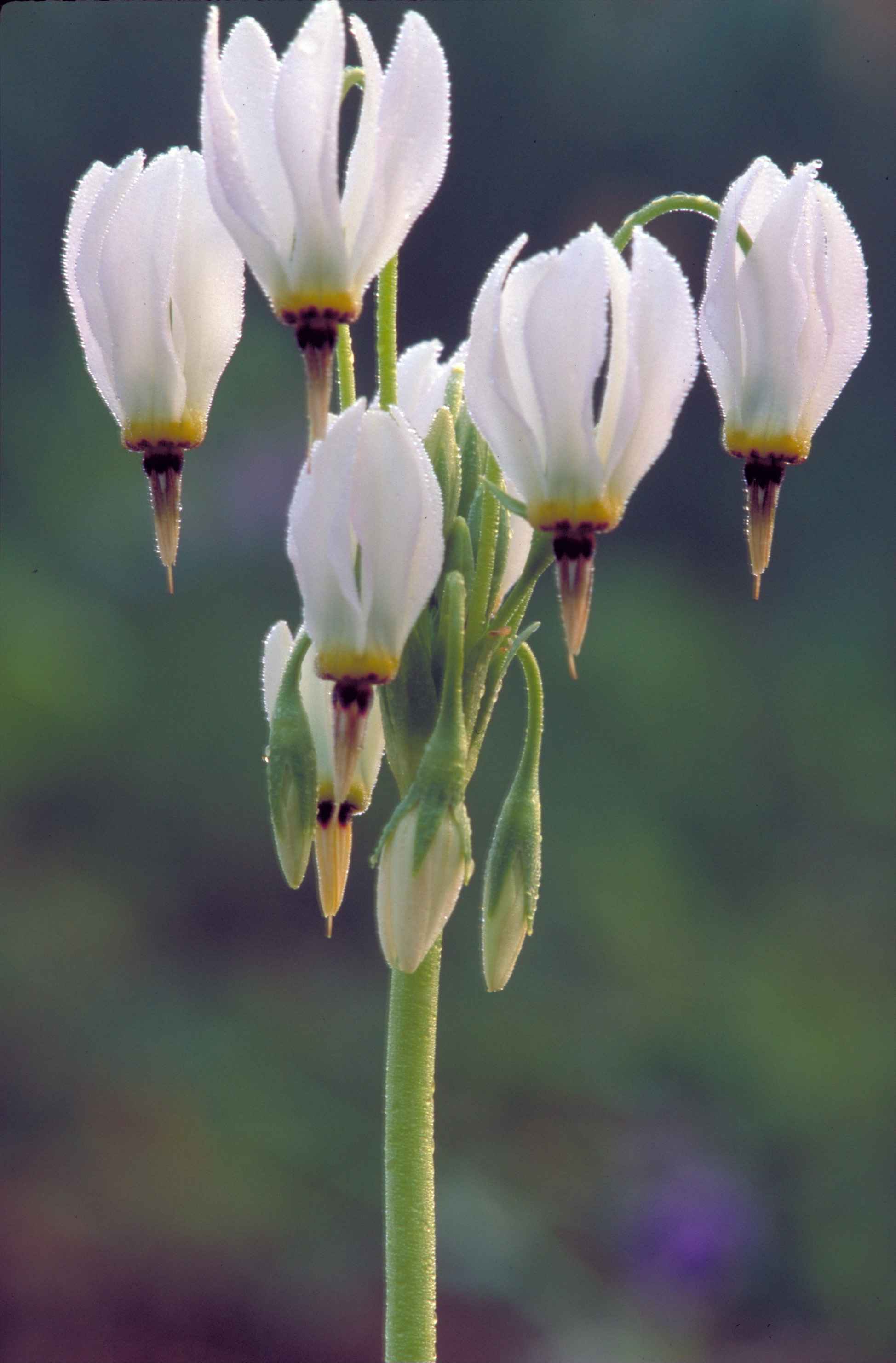 Shooting Star (Dodecatheon pulchellum)