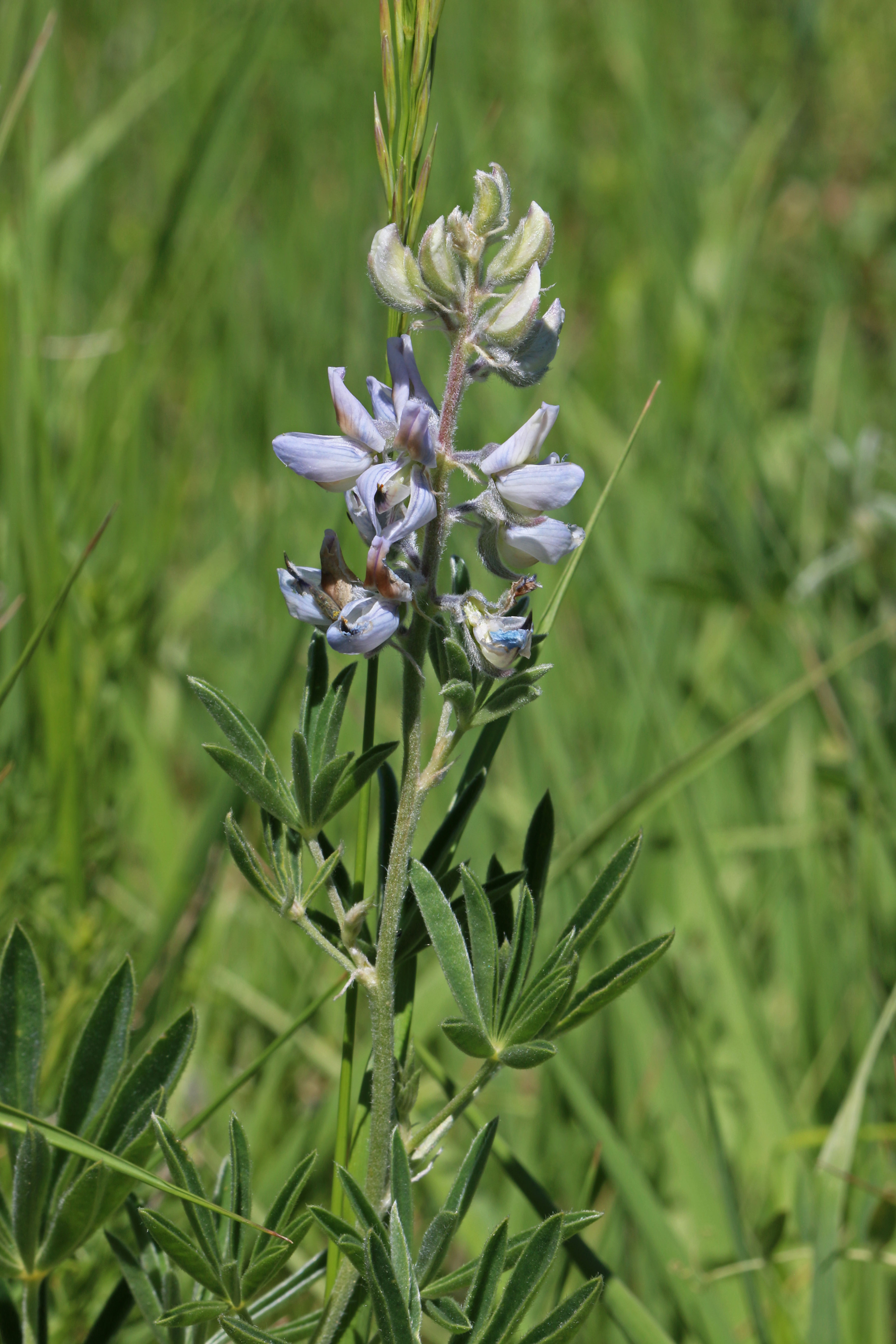 Silky Lupine (Lupinus sericeus)