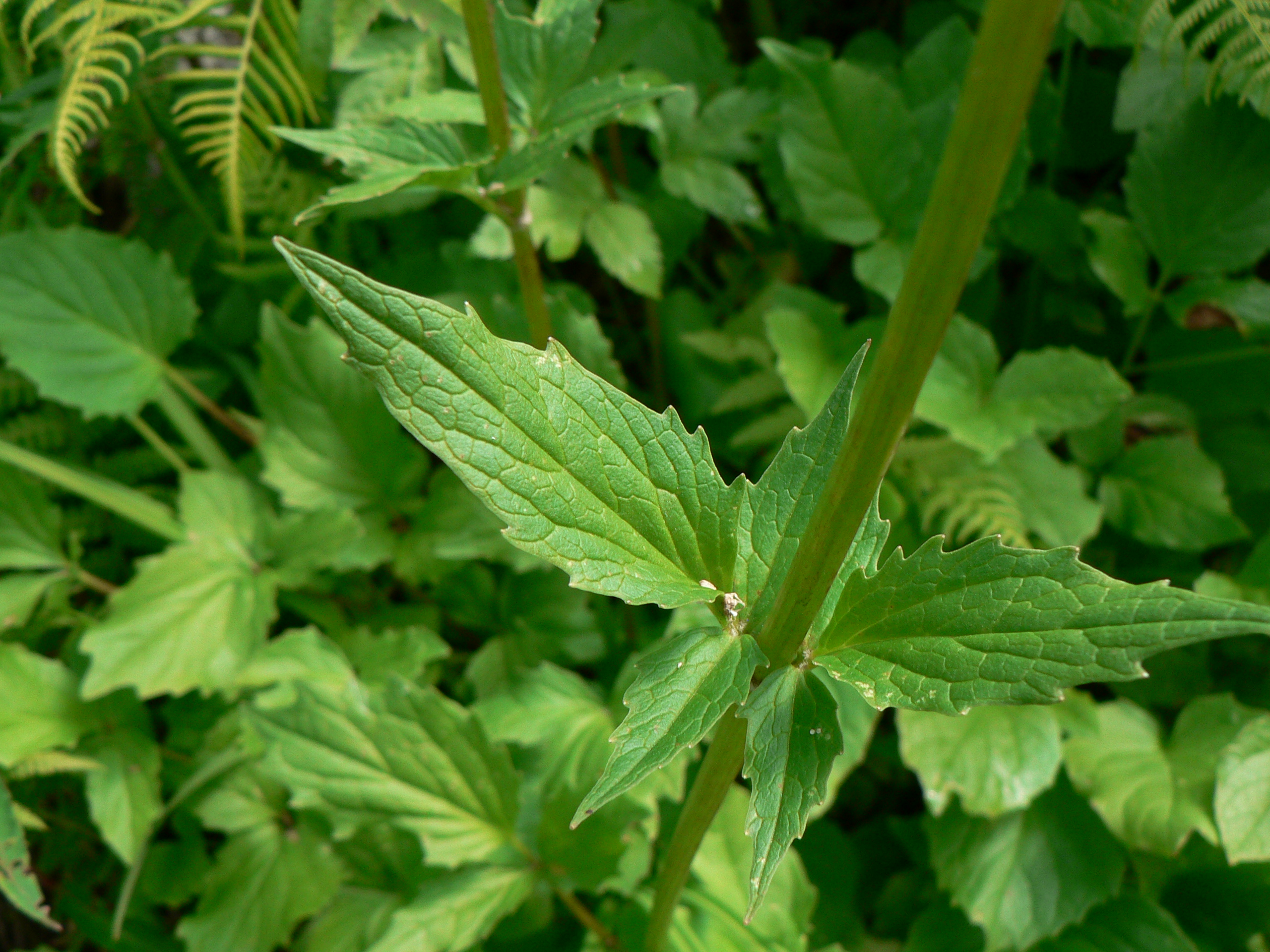 Sitka Valerian (Valeriana sitchensis)