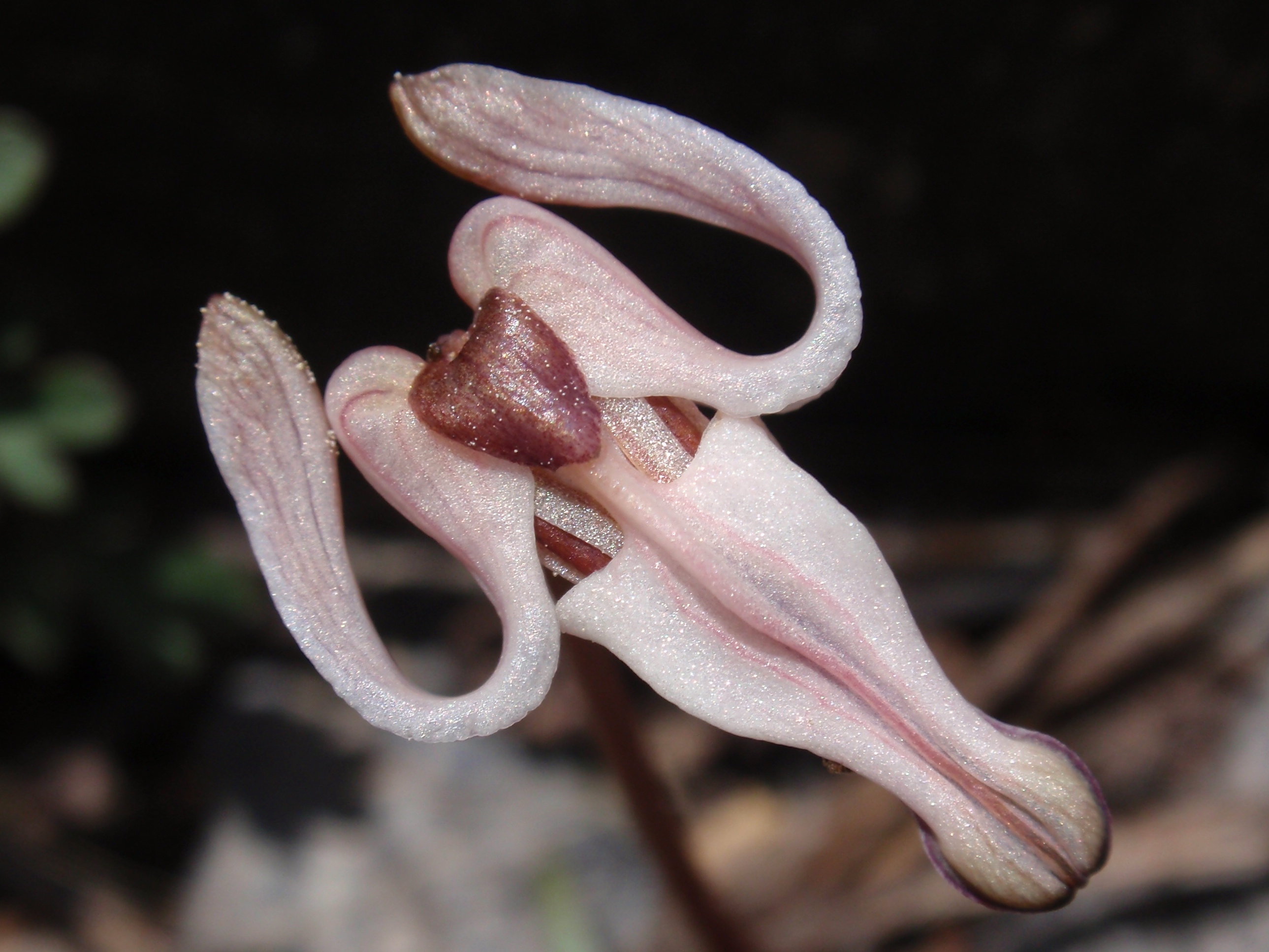 Steer's Head (Dicentra uniflora)