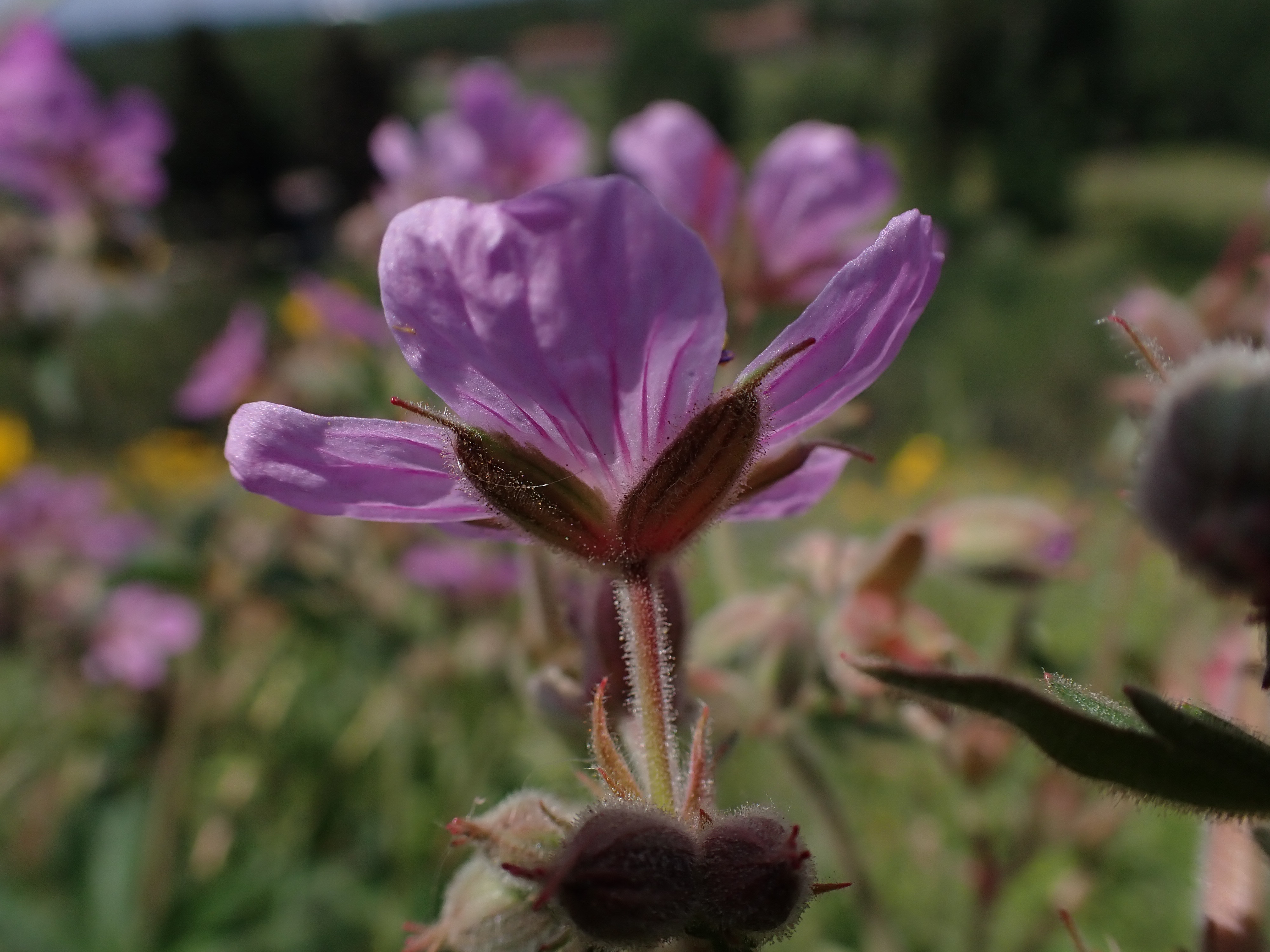 Sticky Geranium (Geranium viscosissimum)