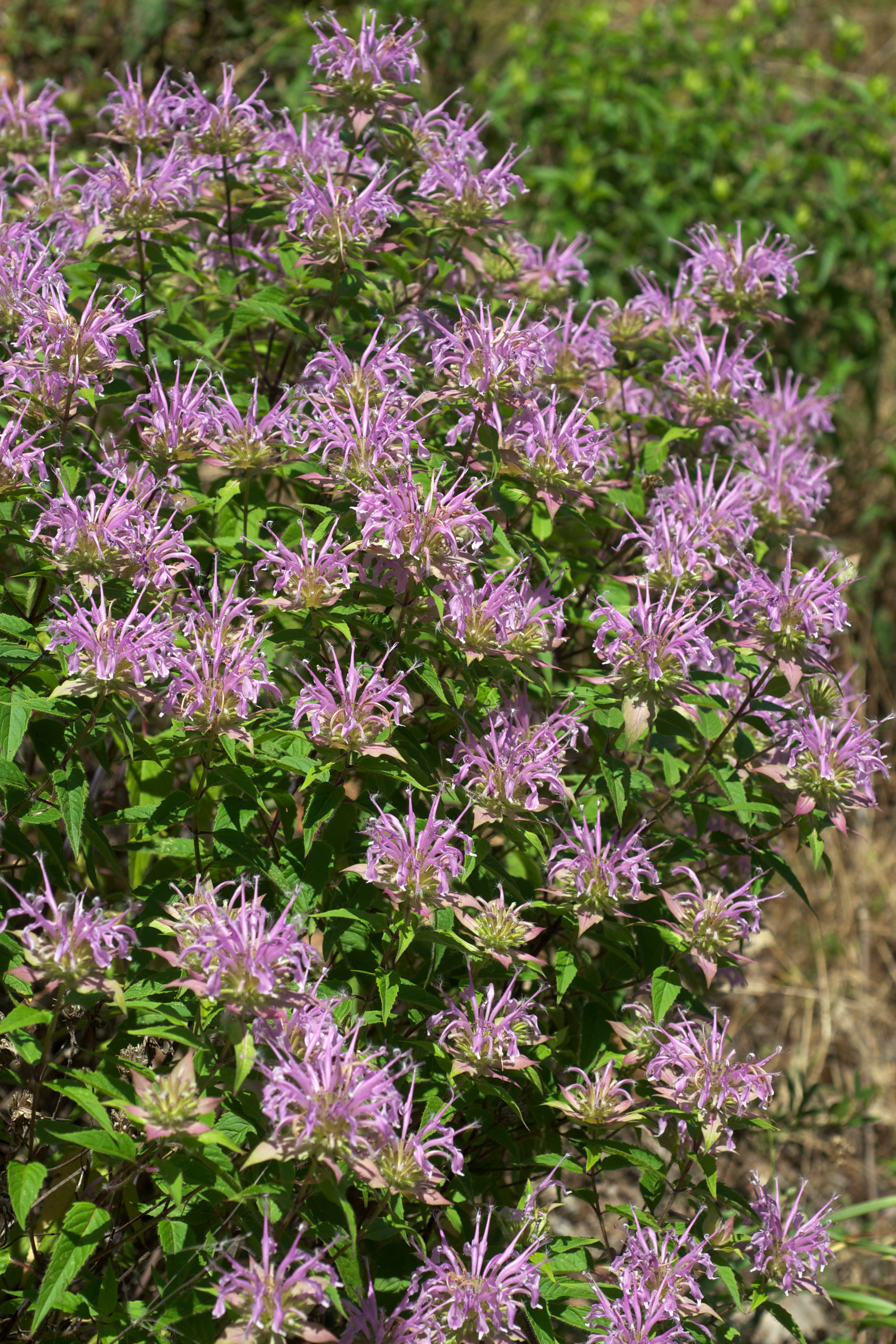 Wild Bergamot (Monarda fistulosa)