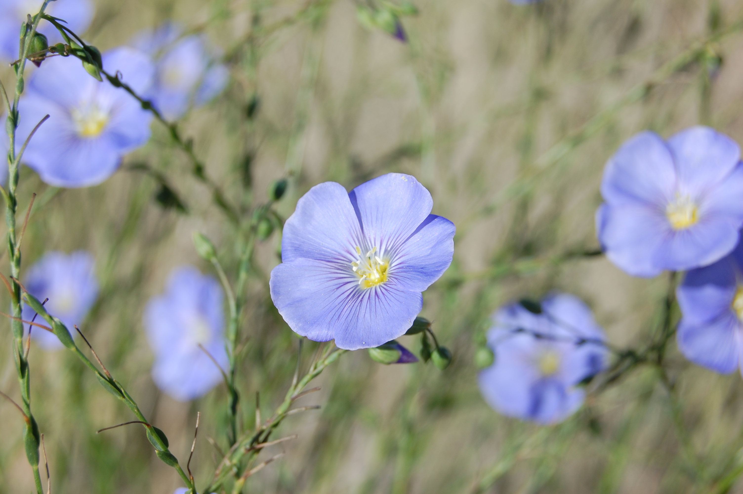 Wild Blue Flax (Linum lewisii)