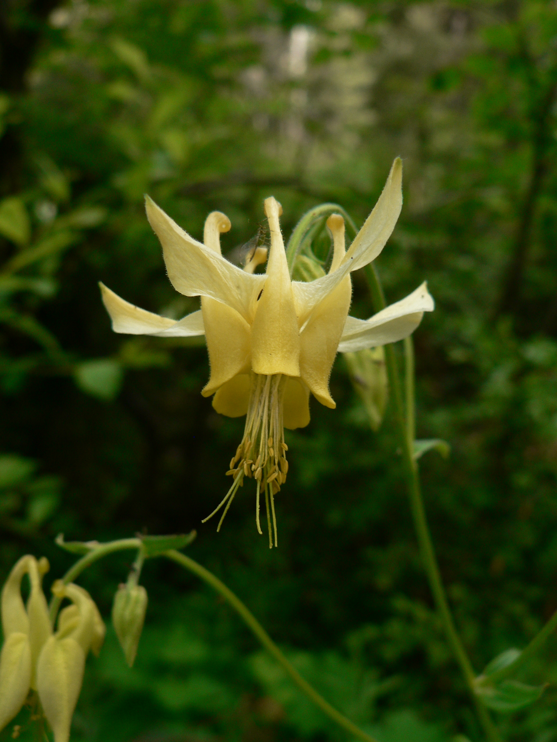 Yellow Columbine (Aquilegia flavescens)