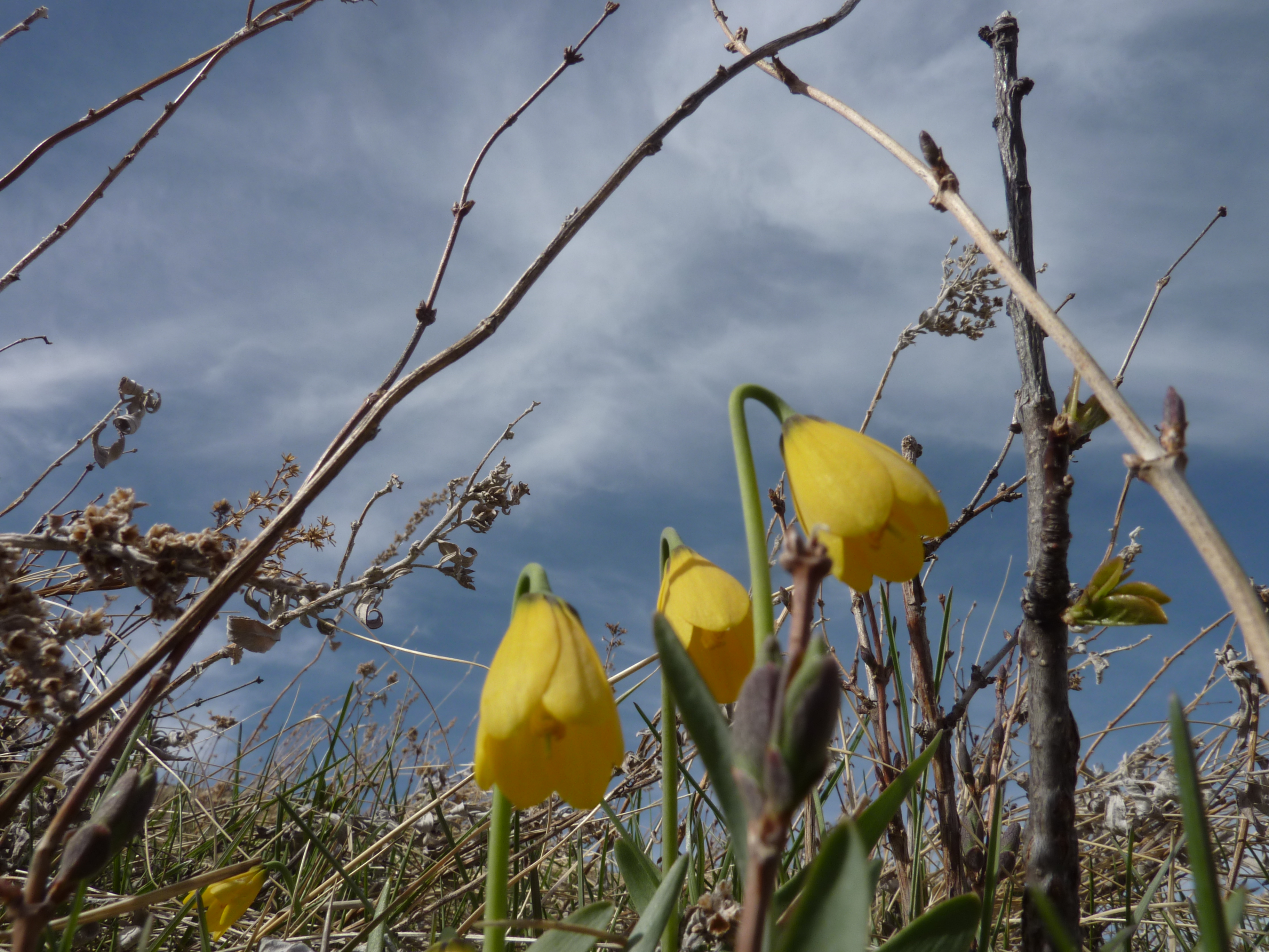Yellowbell (Fritillaria pudica)